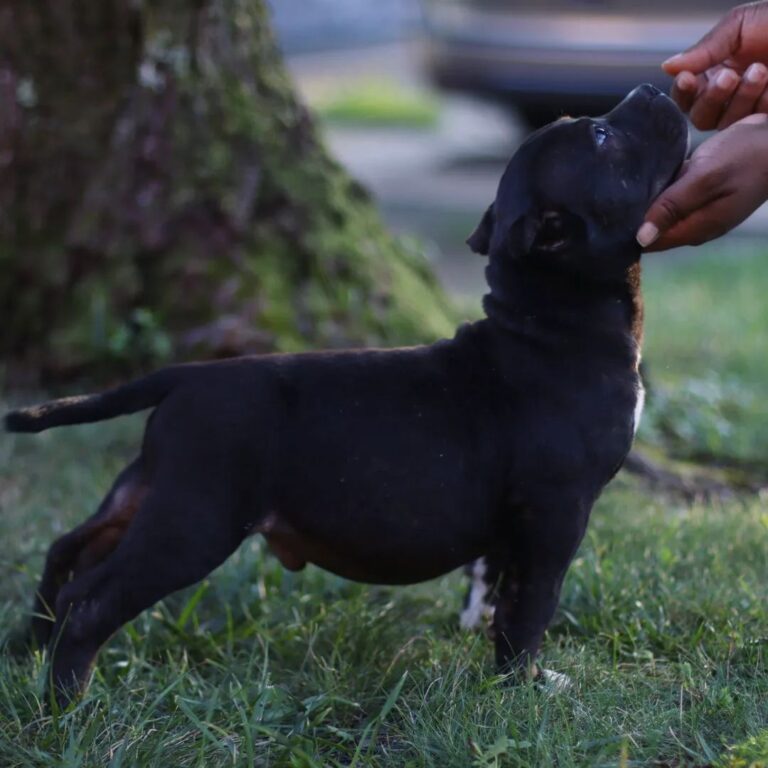Instagram post from dcbkennels. This post is in position 9.