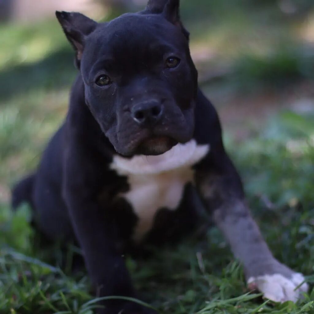 Instagram post from dcbkennels. This post is in position 9.