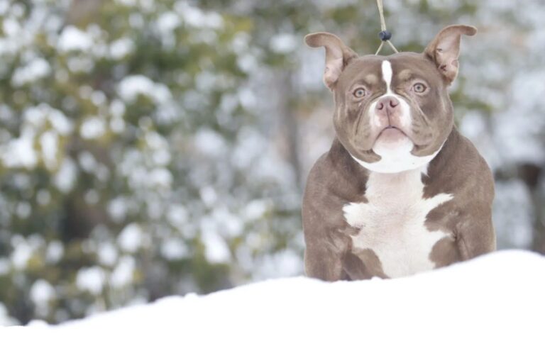 Instagram post from dcbkennels. This post is in position 3.