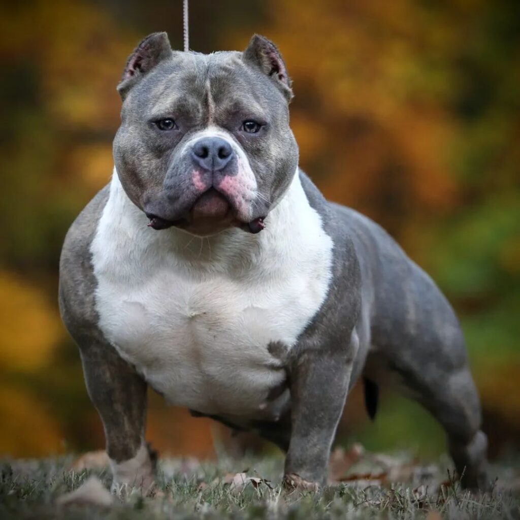 Instagram post from dcbkennels. This post is in position 7.