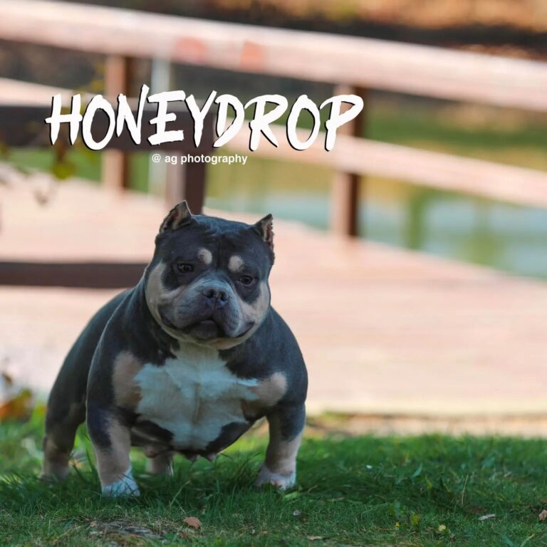 Instagram post from dcbkennels. This post is in position 4.
