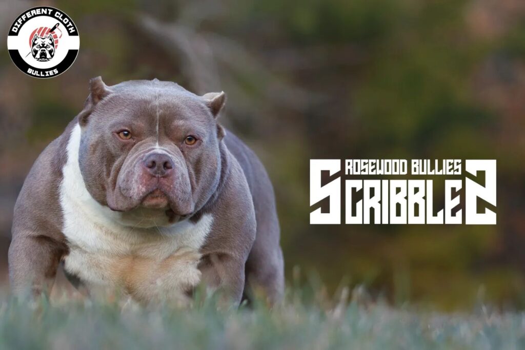 Instagram post from dcbkennels. This post is in position 4.