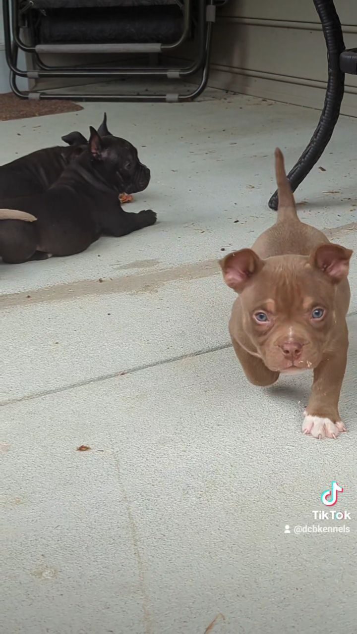 Instagram post from dcbkennels. This post is in position 0.