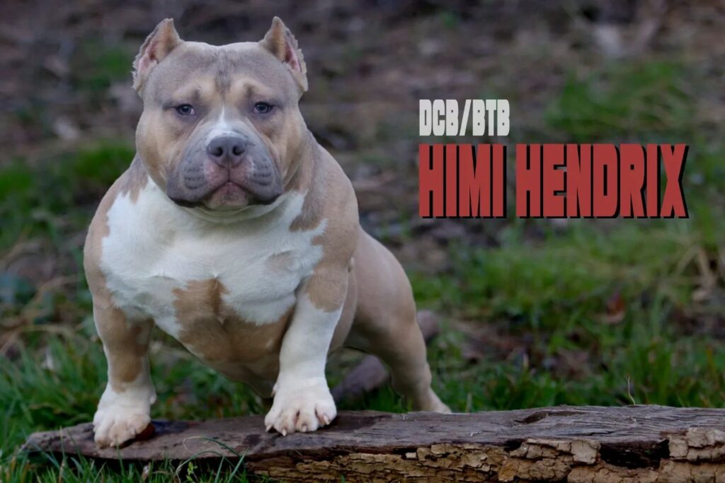 Instagram post from dcbkennels. This post is in position 1.